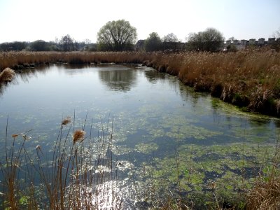 Etang dans le domaine du Château de Chambord, Loir-et-Cher… 