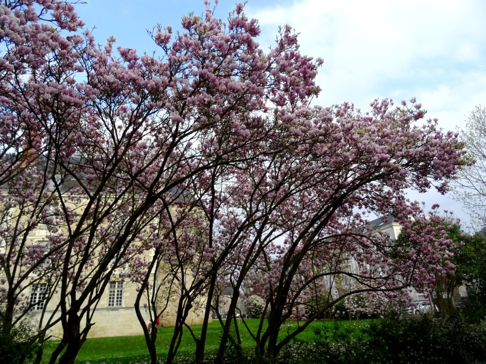Magnolias en fleurs, Tours, Indre-et-Loire 