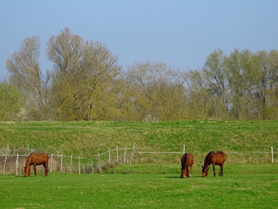 Des chevaux entre Dry et Beaugency, Loiret 