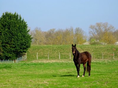 Un cheval au pré entre Dry et Beaugency, Loiret 