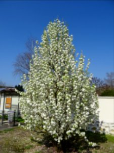Poirier de Chine, Pyrus calleryana, Rosacées, Huisseau-sur… 