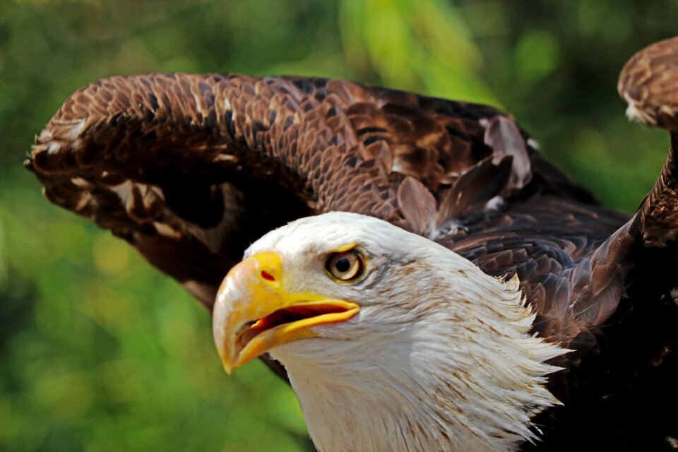 Bird of prey bald eagle coat of arms of bird