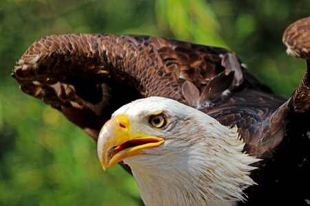 Bird of prey bald eagle coat of arms of bird
