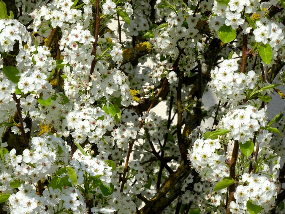 Poirier de Chine, Pyrus calleryana, Rosacées, Huisseau-sur… 