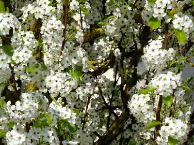 Poirier de Chine, Pyrus calleryana, Rosacées, Huisseau-sur… 