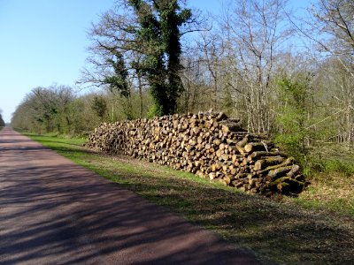 Tas de bois le long de la D33 qui passe à travers la Réser… 