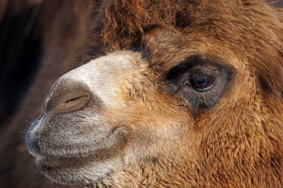 Camel portrait animals