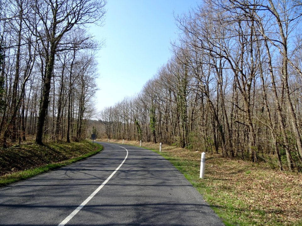 La petite D766 traverse la forêt domaniale de Blois, Loir-… 