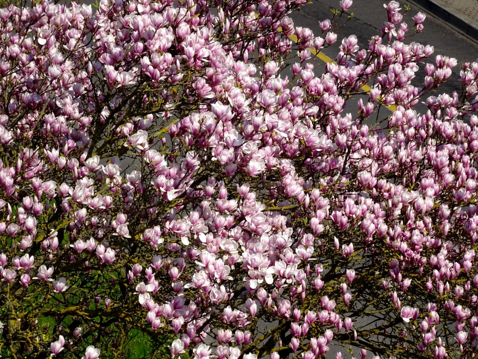 Magnolia en fleur, square Victor Hugo, Blois, Loir-et-Cher… 
