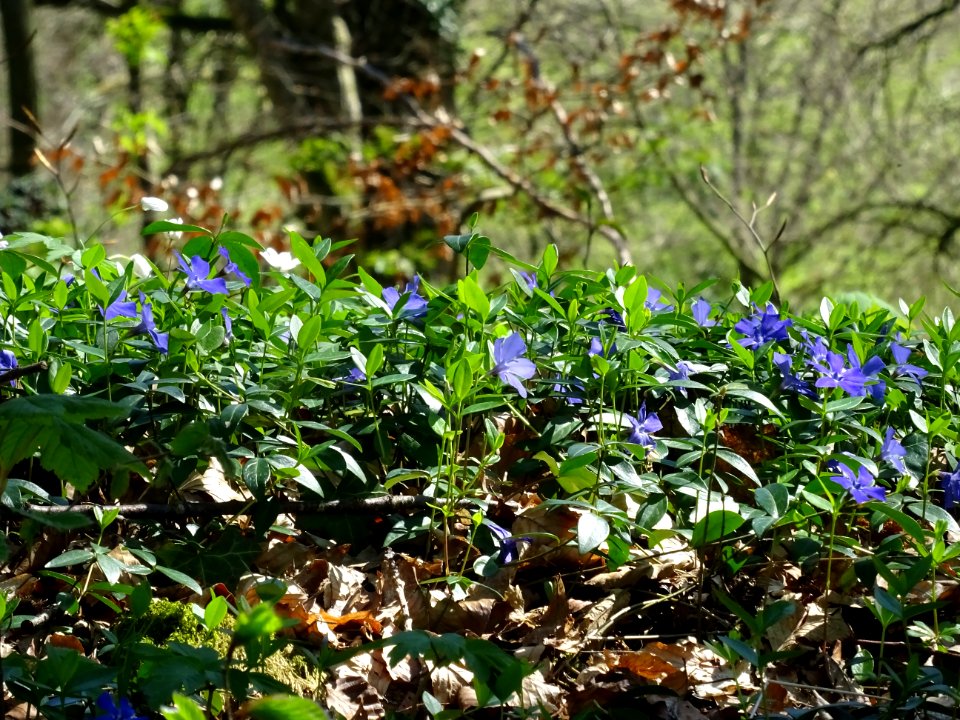 Le sous-bois est couvert de Petite pervenche, Vinca minor… | Flickr