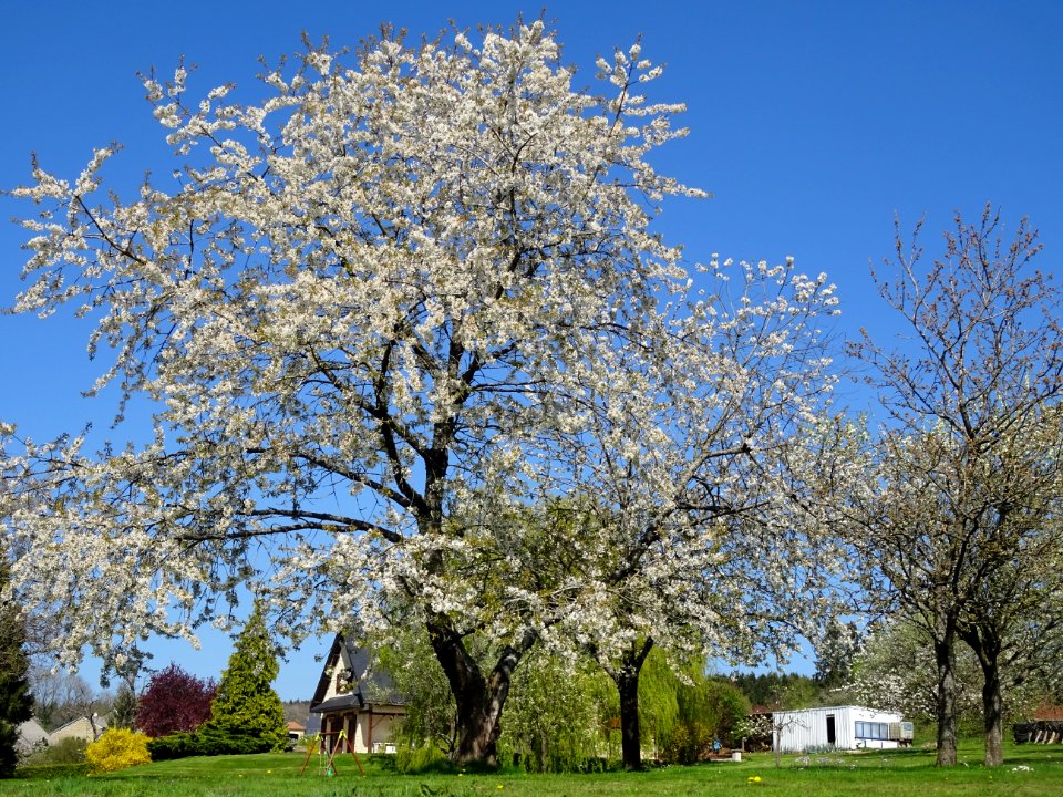 Un cerisier en pleine floraison, Fleigneux, Ardennes 