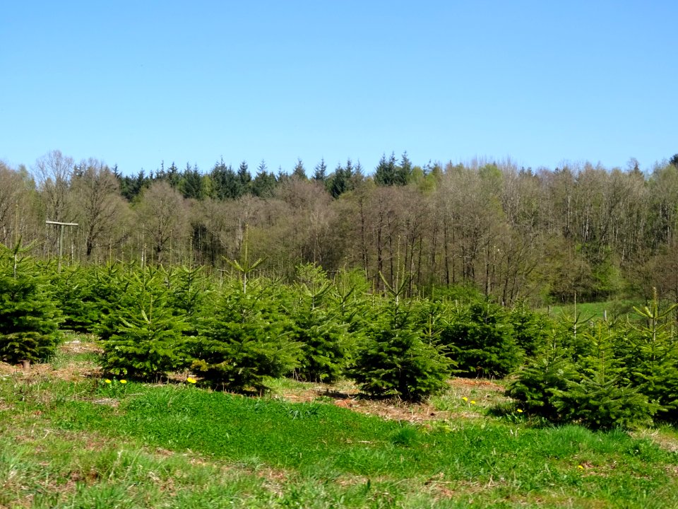 Plantation de jeunes sapins, au nord de Fleigneux, Ardenne… 
