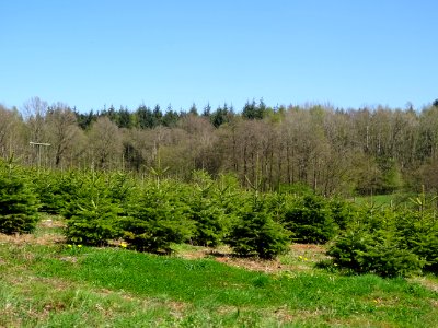Plantation de jeunes sapins, au nord de Fleigneux, Ardenne… 