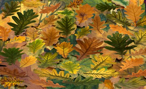 Autumn leaf autumn foliage leaf