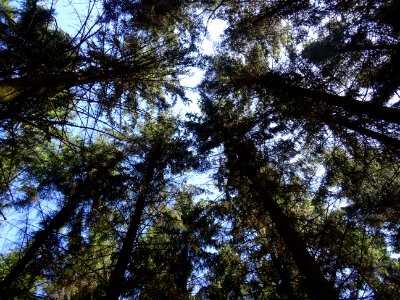 Forêt ardennaise 
