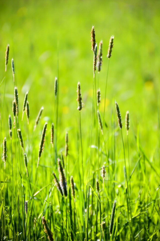 Detail macro plant