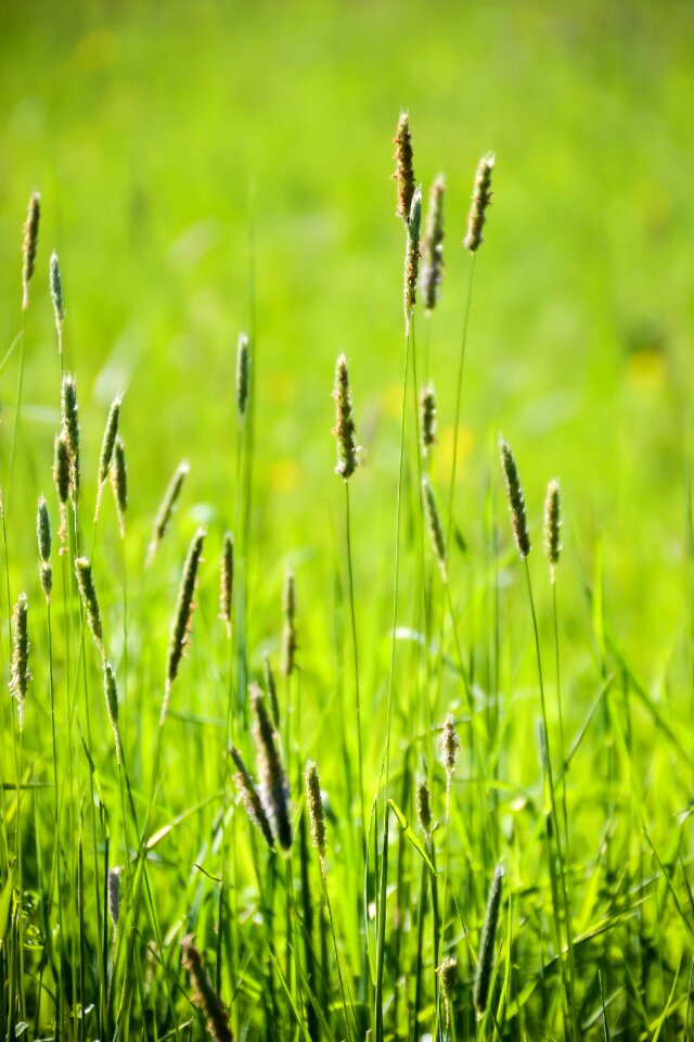 Detail macro plant photo