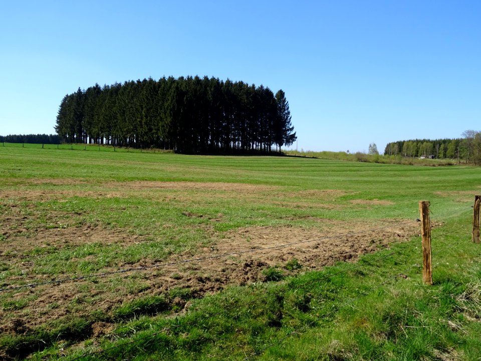 Une sapinière entre Bagimont et Bohan, Ardenne Namuroise, … 