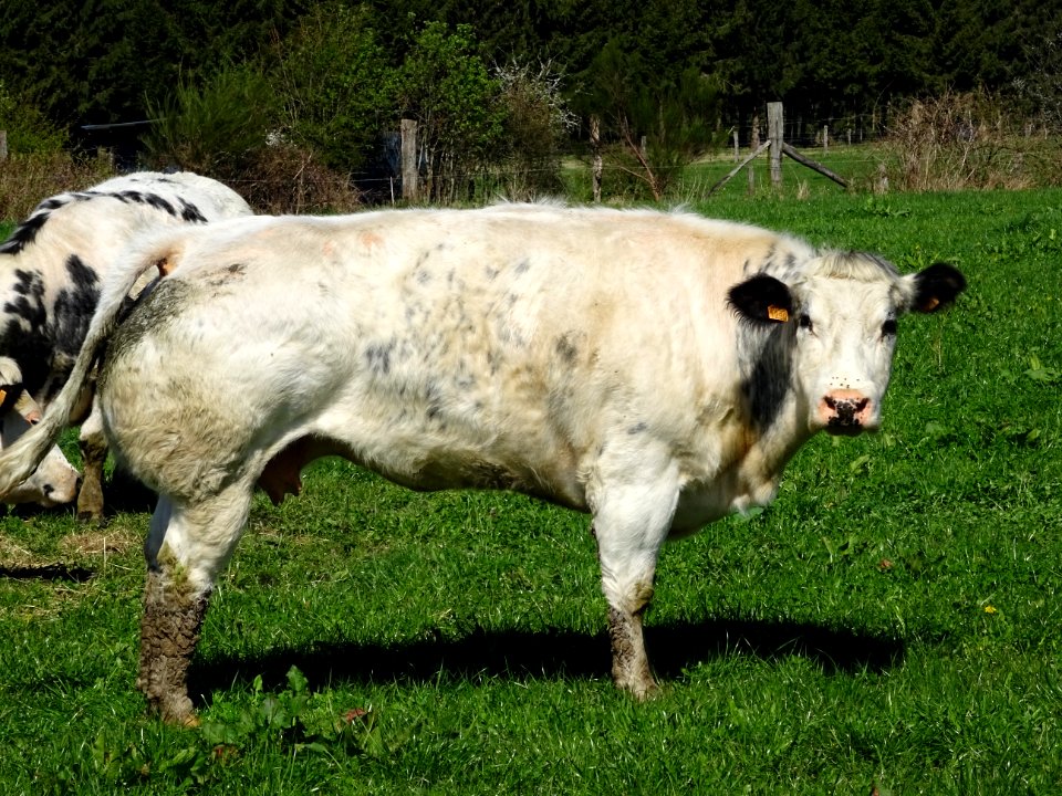 Vache, de race Blanc bleu belge, entre Bagimont et Boha 