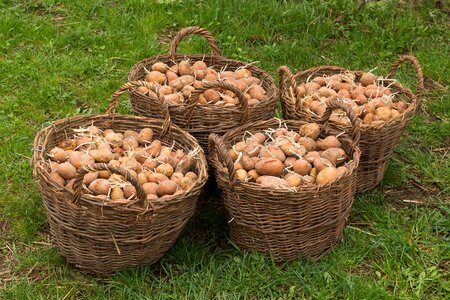 Plant potato vegetable garden