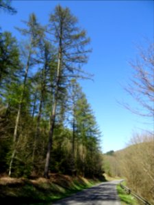 Descente rapide vers Bohan, Ardenne Namuroise, Belgique 