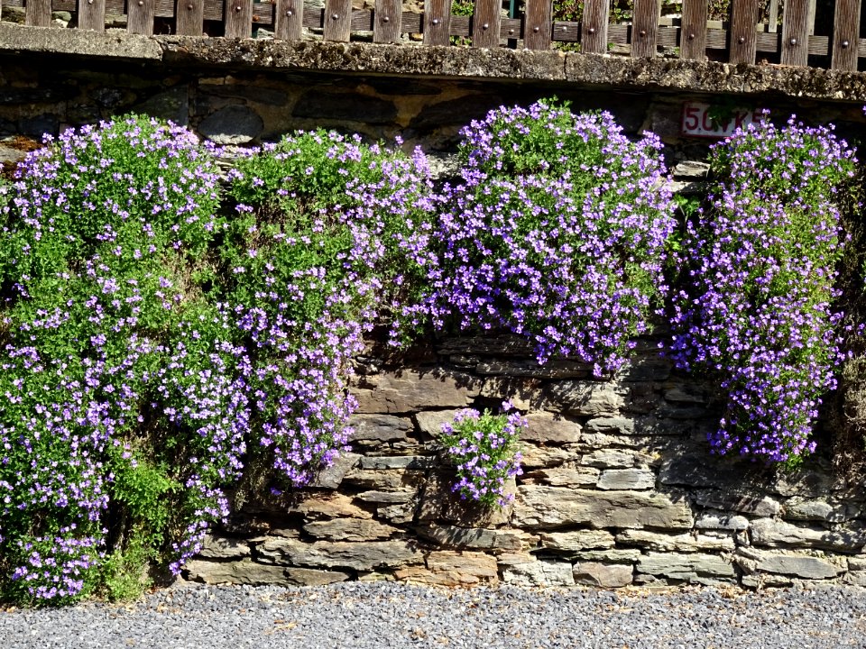 Campanule de Dalmatie, Campanula portenschlagiana, Campanu… 