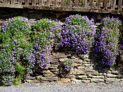 Campanule de Dalmatie, Campanula portenschlagiana, Campanu… 