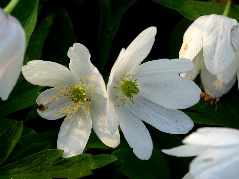 Anémone sylvie ou Anémone des bois, Anemone nemorosa, Reno… 
