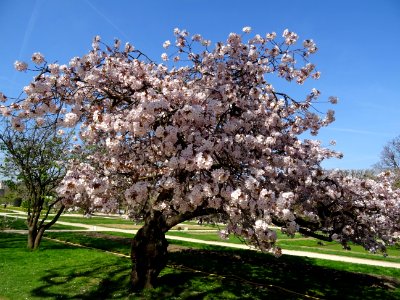 Cerisier en fleurs, dans le Jardin des Plantes, 5ème arr.,… 