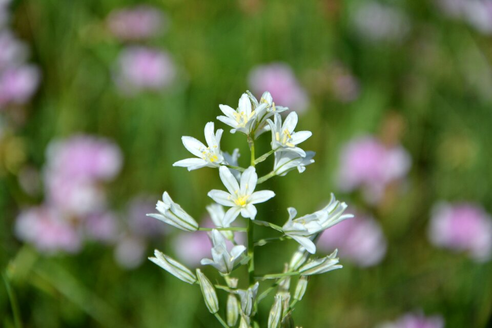 Flowers spring spring flowers