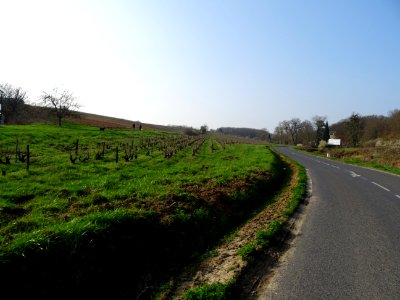 Des vignes du Château des Armuseries, Rochecorbon, Indre-e… 