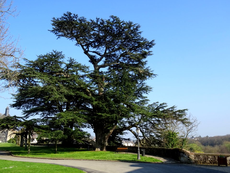 Cèdre dans le parc du château, à Château-Renault, Indre-et… 