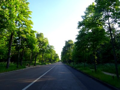 Allée de la Reine Marguerite, Bois de Boulogne, Paris 