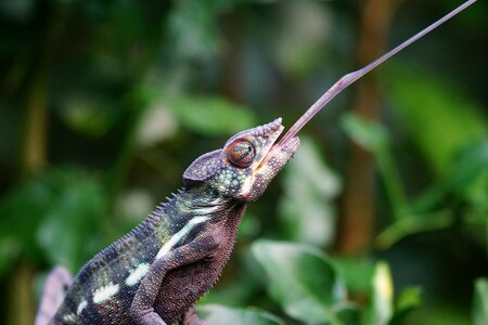 Eat tropics reptile