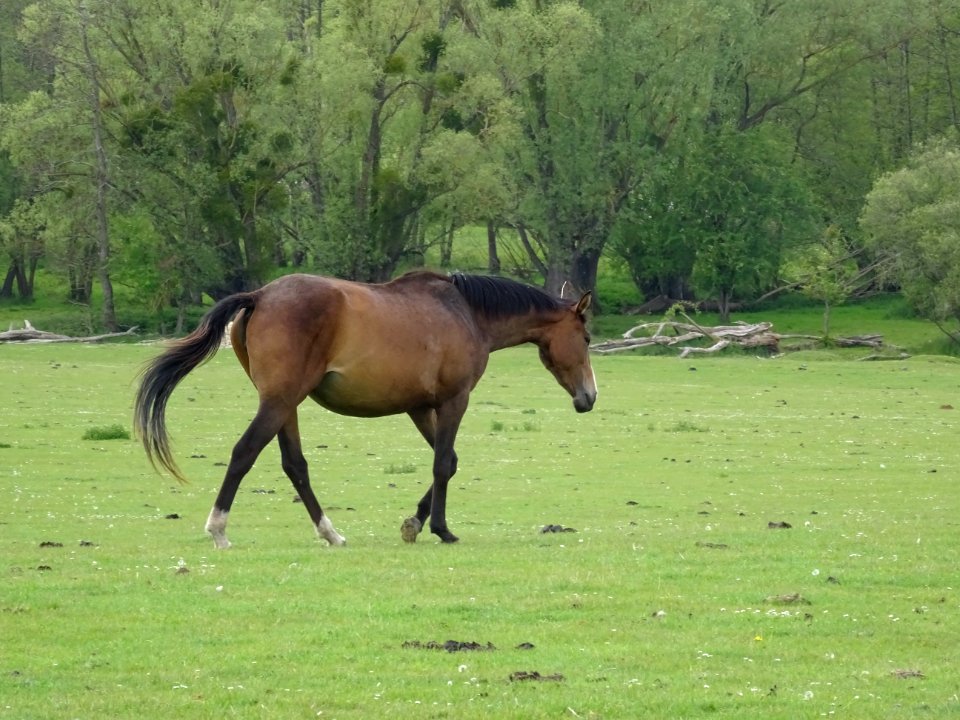 Cheval au pré, après St-Lubin-de-la-Haye, Eure-et-Loir 