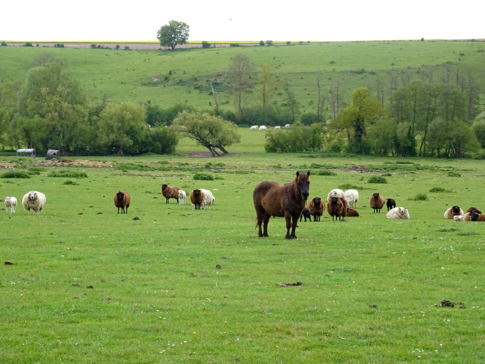 Chevaux et moutons au pré, après St-Lubin-de-la-Haye, Eure… 