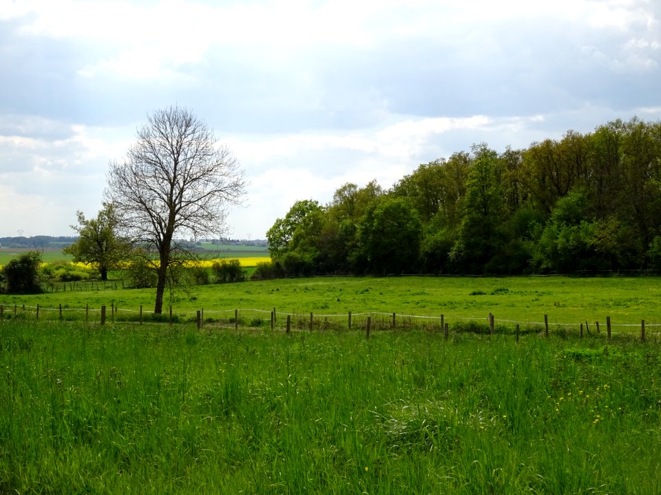 Prairies, entre Gressey et St-Lubin-de-la-Haye, Yvelines 