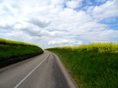 Champs de colza, à la sortie de Richebourg, Yvelines 