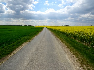 Champs de blé et de colza, avant St-Lubin-de-la-Haye, Eure… 