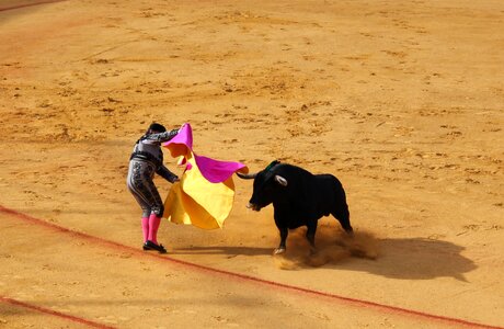 Seville bull fighting bull