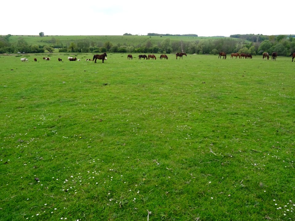 Chevaux et moutons au pré, après St-Lubin-de-la-Haye, Eure… 