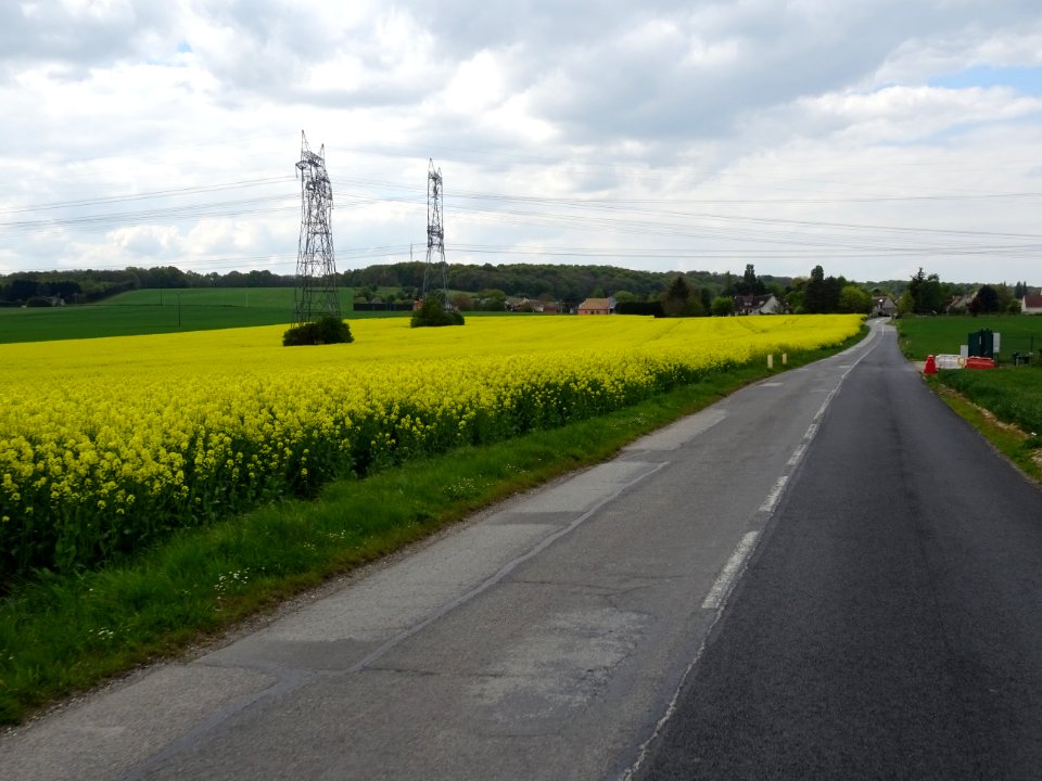 La petite D119 et les champs de colza entre Beynes et Marc… 