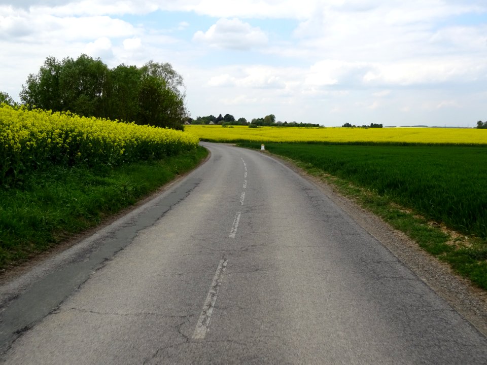 La D119 et les champs de blé et de colza entre Marcq et Th… 
