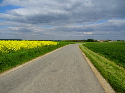 Champ de colza, La Haye, Yvelines 