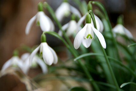 Spring flower signs of spring great snowdrops photo