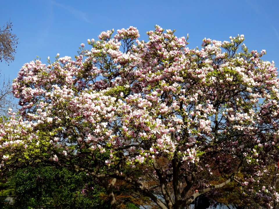 Magnolia en fleurs, jardin Tino-Rossi, 5e arr., Paris 