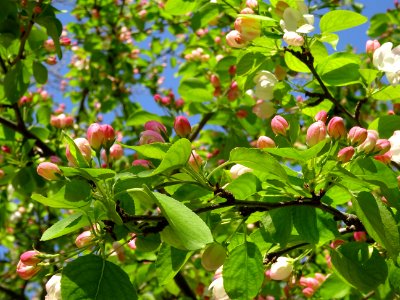Pommier en fleurs, Malus brevipes, Rosacées, dans le Jardi… 
