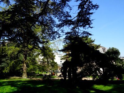 Cèdres dans le jardin des Plantes autour du Museum Nationa… 