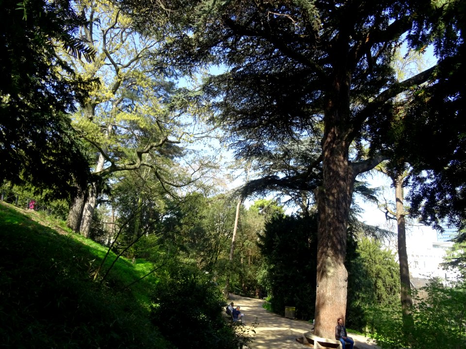 Cèdre du Liban, Cedrus libani, Pinacées, dans le jardin de… 