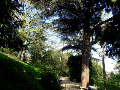 Cèdre du Liban, Cedrus libani, Pinacées, dans le jardin de… 